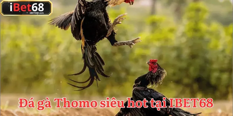 Cuộc chạm trán của những chiến kê huyền thoại tại đá gà IBET68 Thomo