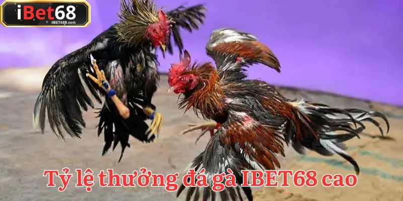 Sảnh đá gà IBET68 có tỷ lệ trả thưởng hấp dẫn, cơ hội làm giàu rộng mở