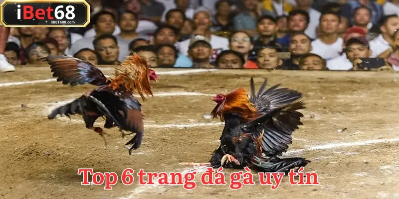 Trang đá gà uy tín hứa hẹn sẽ mang lại cơ hội nhận thưởng hấp dẫn