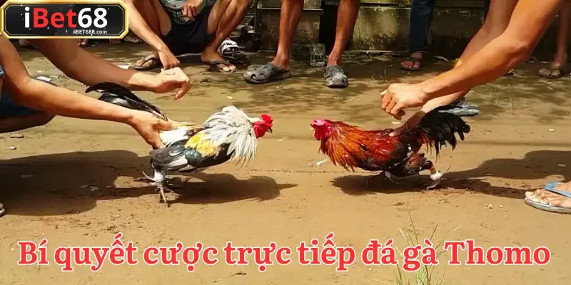 Sở hữu một kho tàng kinh nghiệm quý báu để dễ thắng trực tiếp đá gà Thomo