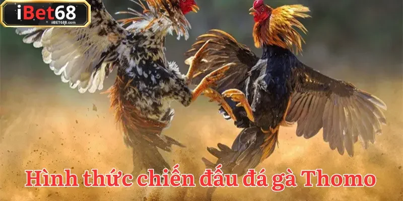 Cựa dao là một trong những hình thức trực tiếp đá gà Thomo nổi tiếng
