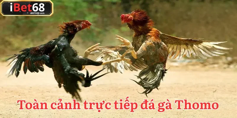 Trực tiếp đá gà Thomo đỉnh cao giải trí cá cược hợp pháp từ Campuchia